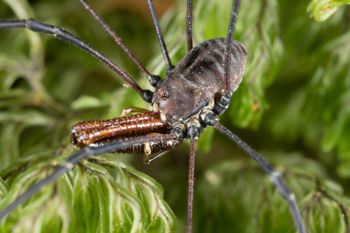 Media type: image;   Invertebrate Zoology 133453
